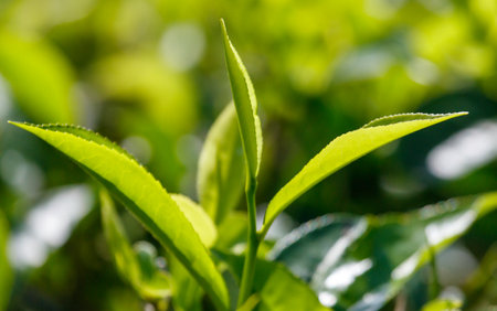 Close-up of bright green colored green Ceylon tea leaves. The leaves are full and healthy, and the plant is thriving.の写真素材