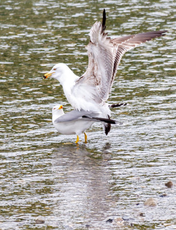 Two seagulls are in the water, one of which is looking at the other. They are standing close to each other, possibly interacting or communicating. The scene is peaceful and sereneの写真素材