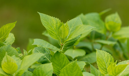A bunch of green leaves are growing on a plant. The leaves are green and healthy, and they are arranged in a way that creates a sense of depth and dimension. The image conveys a feeling of growthの写真素材