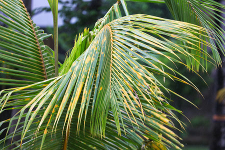 A palm tree with yellow and brown leaves is standing in a forest. The leaves are yellow and brown, and the tree appears to be in a tropical climateの写真素材