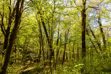 A forest with many trees and a lot of sunlight. The trees are green and the sky is blueの写真素材