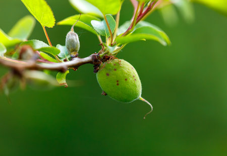 A green fruit is hanging from a tree branch. The fruit is green and has a stemの写真素材