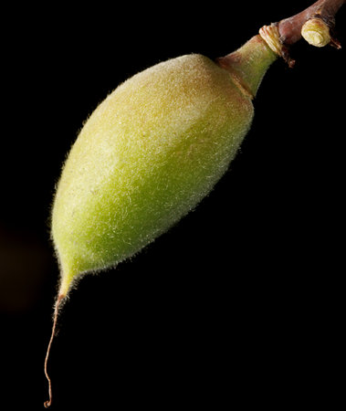 A green fruit with a stem on it. The stem is brown and has a white tip. The fruit is hanging from a branchの写真素材