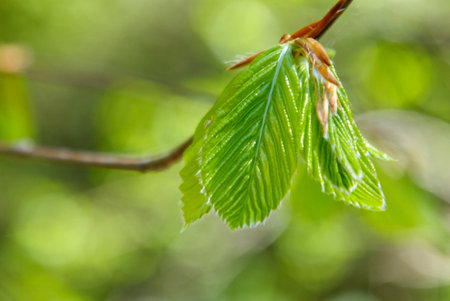 A leafy green branch with a leafy green leaf. The leaf is slightly curled and has a shiny, wet...