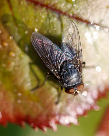 A black and blue fly is sitting on a leaf. The leaf is wet and has a blurry background