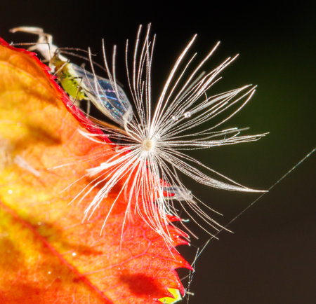 A small white flower with a stem is on a leaf. The flower is surrounded by a red leaf