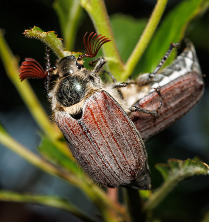 Two bugs are on a leaf, one is brown and the other is gray. The brown bug is on the left and the...