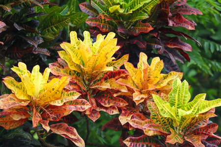 A group of colorful flowers with yellow and green leaves. The flowers are in a garden and are surrounded by green leavesの写真素材