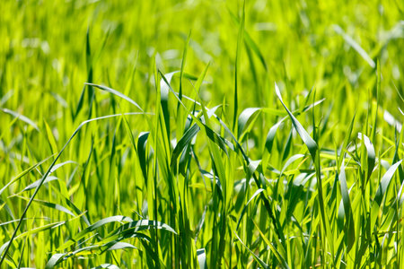 A field of green grass with a few brown spots. The grass is tall and lush, and the brown spots are scattered throughout the fieldの写真素材