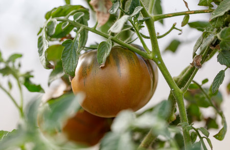 A ripe tomato hanging from a plant. The tomato is brown and has a green stem. The plant is lush and healthyの写真素材