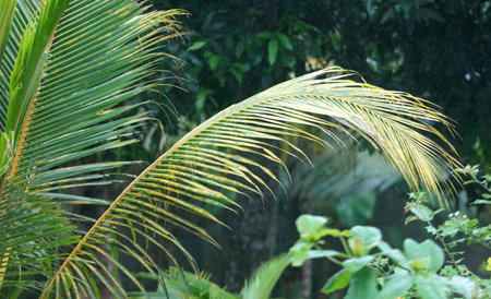 A palm tree with a yellow leaf. The leaf is bent and has a yellowish tint. The palm tree is surrounded by green foliageの写真素材