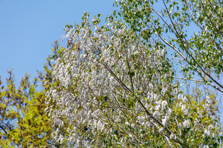 A tree with white flowers is in the foreground of a blue sky. The tree is surrounded by other trees, and the sky is clear and brightの写真素材