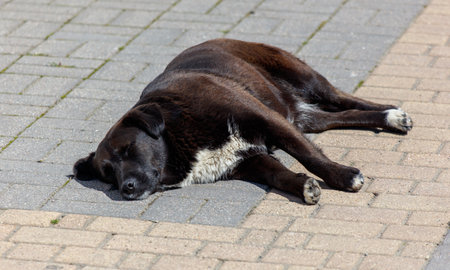 A black dog is laying on a brick sidewalk. The dog is sleeping and he is very tiredの写真素材