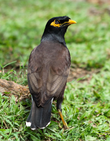 A bird with a yellow beak stands on a green grassy field. The bird is black and yellow, and it is looking at the cameraの写真素材