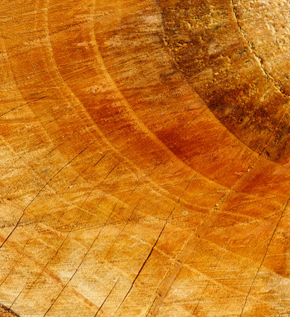 The image is of a large piece of wood with a brownish color. The wood appears to be aged and has a rough texture. The wood is cut into a circle, and the edges are jaggedの写真素材