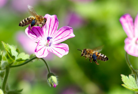 Two bees flying over a pink flower. The bees are in the air and are close to the flowerの写真素材