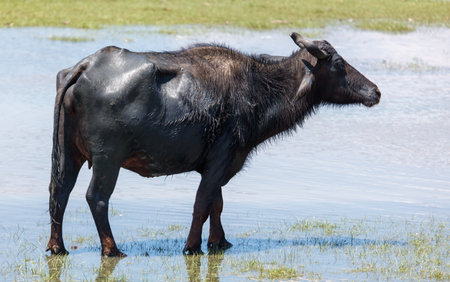 A cow is standing in a body of water. The cow is wet and has a lot of hairの写真素材