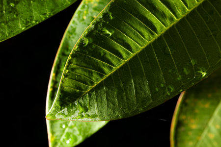 A leaf is shown in a close up with water droplets on it. The leaf is green and the water droplets are clear. The image has a calm and peaceful moodの写真素材