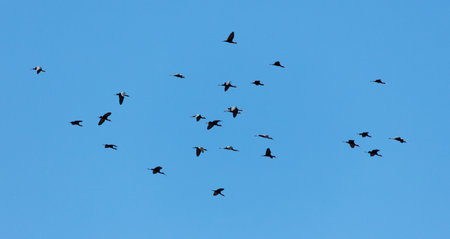 A flock of birds flying in the sky. The birds are black and white. The sky is blueの写真素材