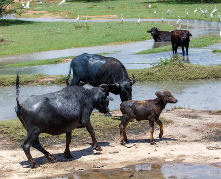 A herd of cows are walking through a muddy field. The cows are black and whiteの写真素材