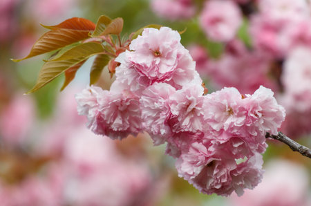 A pink flower with a green stem. The flower is in full bloom and is surrounded by green leavesの写真素材