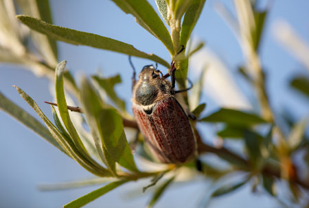 A bug is sitting on a leaf. The bug is brown and black. The leaf is greenの写真素材