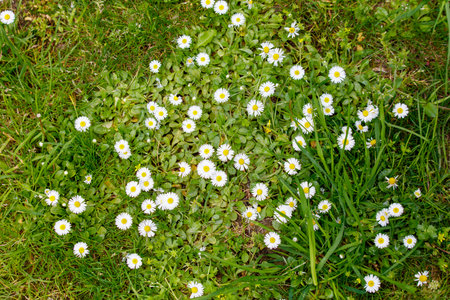 A field of white daisies is spread across the grass. The daisies are scattered in various sizes and are all facing different directions. The scene is peaceful and sereneの写真素材