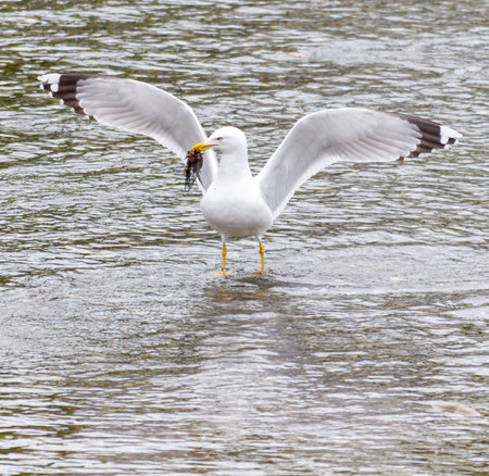 A seagull bird in flight over water.の写真素材