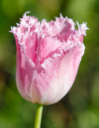 A pink flower with a fringe. The flower is in a green field. The flower is the main focus of the imageの写真素材