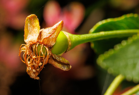 A flower with a brown stem and a green bud. The flower is surrounded by a leaf. The flower is in the middle of the imageの写真素材