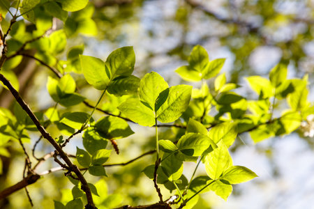 A tree with green leaves is in the sunlight. The leaves are bright and shiny, and the sunlight is casting a warm glow on the tree. Concept of peace and tranquility, as the natural beauty of the treeの写真素材