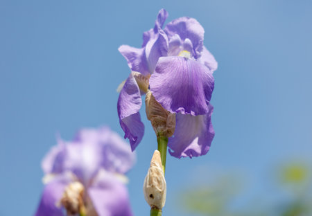 A purple flower with a green stem is in the foreground of a blue sky. The flower is the main focus of the image, and the blue sky in the background creates a sense of calm and serenityの写真素材