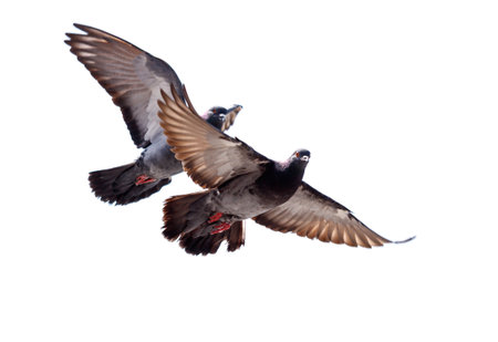 Two pigeons flying in the sky. The birds are in the air and are not on the groundの写真素材