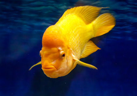 A yellow fish is swimming in a blue tank. The fish has a big head and a small mouth