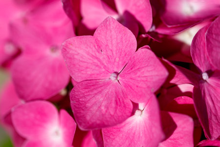 A close up of a pink flower with a white center. The flower is surrounded by other pink flowers,...