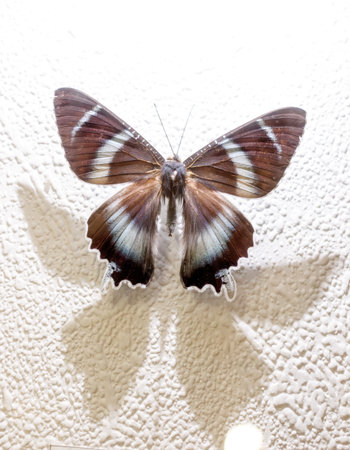 A butterfly with blue and brown wings is sitting on a white wall. The butterfly is the main focus of the image, and it is resting or resting on the wallの写真素材
