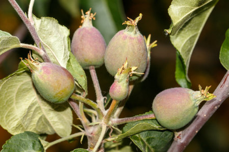 A cluster of green apples hanging from a tree. The apples are small and green, and they are clustered togetherの写真素材