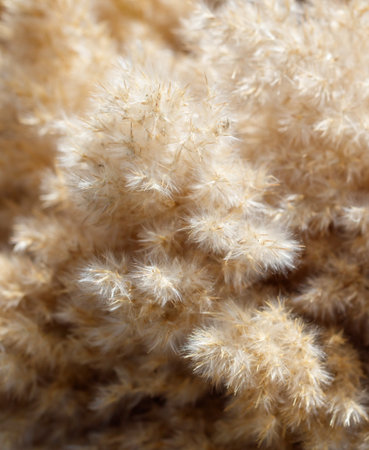 A close up of a bunch of dry, brown grass with many small, pointy spikes. The grass appears to be...