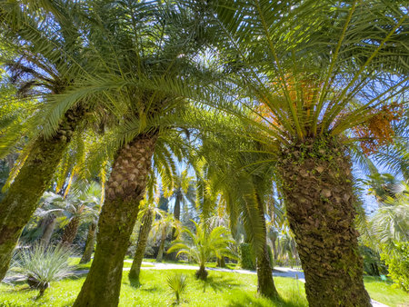 A row of palm trees are in a lush green field. The trees are tall and leafy, with some of them having brown trunks. The scene is peaceful and serene, with the sun shining brightly on the treesの写真素材