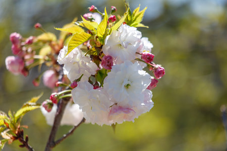A white flower with pink petals is blooming on a tree branch. The flower is surrounded by green leaves and is the center of attention in the imageの写真素材