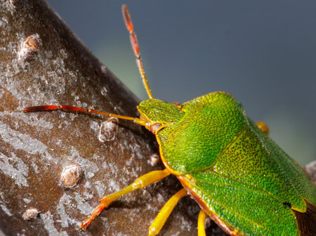 A green bug with yellow legs is on a branch. The bug is small and has a yellow stripe on its backの写真素材