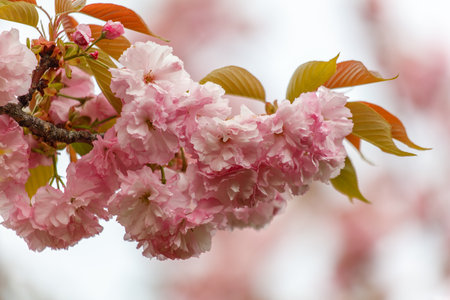 Pink flowers on a tree branch. The branch is green. The flowers are bloomingの写真素材