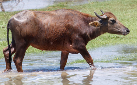 A brown cow is walking through a muddy field. The cow is walking through the water, and it is...