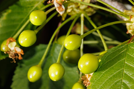 A bunch of green fruit with some brown spots on them. The fruit is green and has a few brown spots, giving it a slightly weathered appearanceの写真素材
