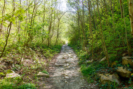 A path through a forest with a lot of trees and rocks. The path is covered in leaves and dirtの写真素材