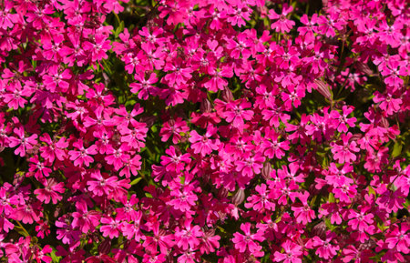 A close up of pink flowers with green leaves. The flowers are in a field and are very close to the cameraの写真素材