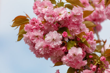 Pink sakura flowers in nature.の写真素材