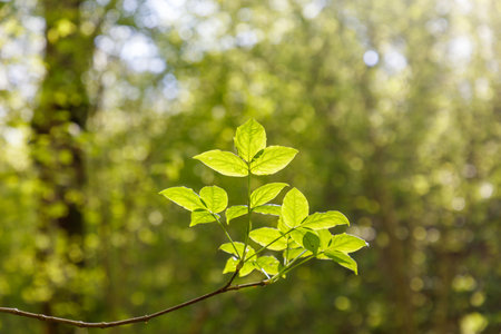 A leafy green branch is in the sunlight. The light is shining on the leaf, making it look bright and vibrant. Concept of growth and vitality, as the leaf is reaching towards the sunの写真素材