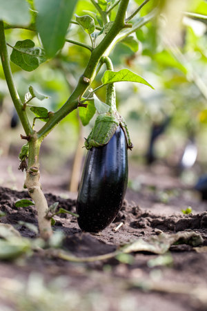 A black eggplant is growing on a plant. The plant is surrounded by dirt and grass. The eggplant is the main focus of the imageの写真素材