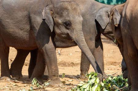 Two elephants are eating leaves in a field. One of the elephants has its trunk in the airの写真素材